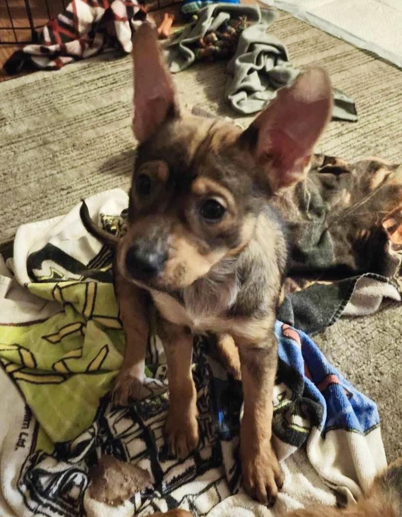 Enlarge Sparky, a Adopted mixed breed in Mobile, AL image 3/6