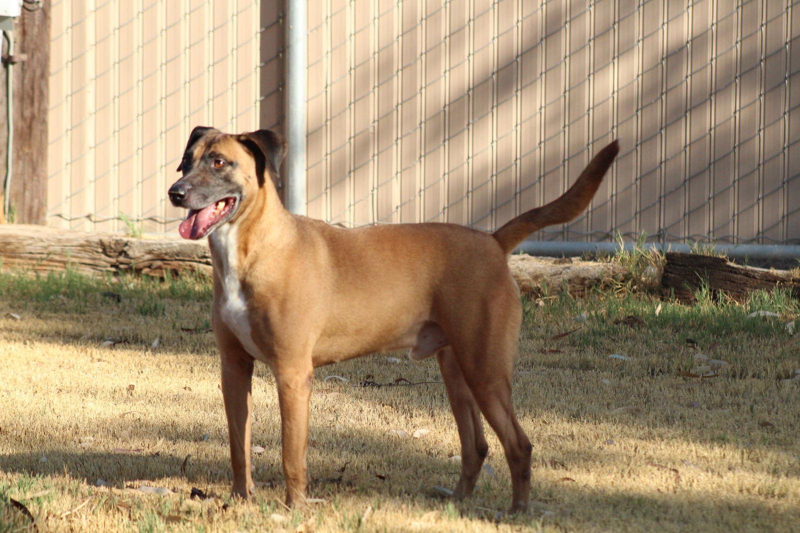 Duggie, a Adoptable Belgian Shepherd / Malinois in El Centro, CA image 2/6