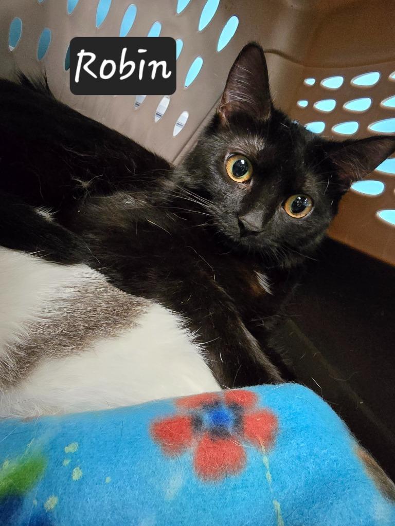 Robin, Adoptable, Young Female Domestic Short Hair.