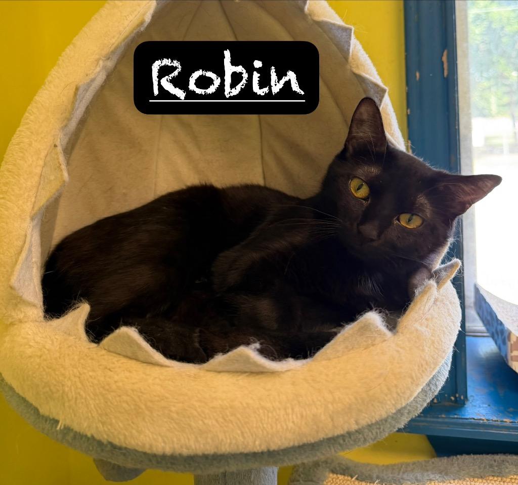 Robin, a Adoptable mixed breed in Maumelle, AR image 2/2