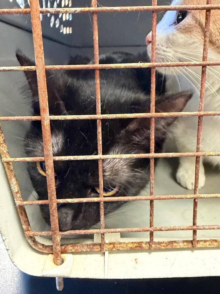 Enlarge Robin, a Adoptable mixed breed in Maumelle, AR image 2/2