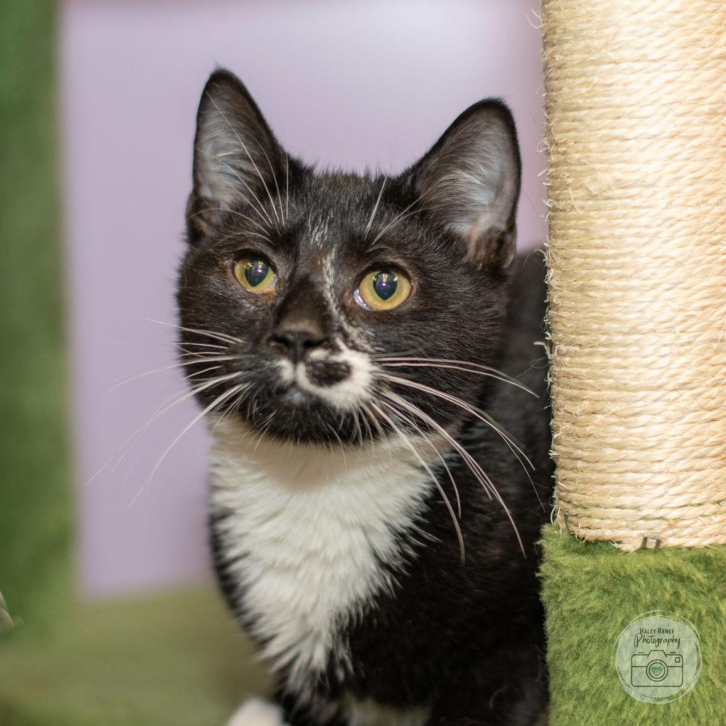 Enlarge Throh, a Adopted Domestic Short Hair in Blairsville, PA image 1/2
