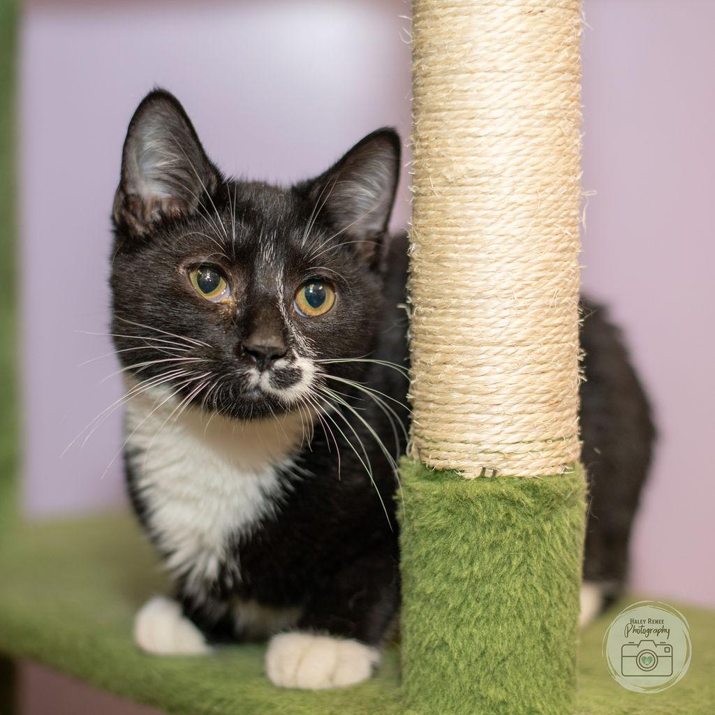 Enlarge Throh, a Adopted Domestic Short Hair in Blairsville, PA image 2/2