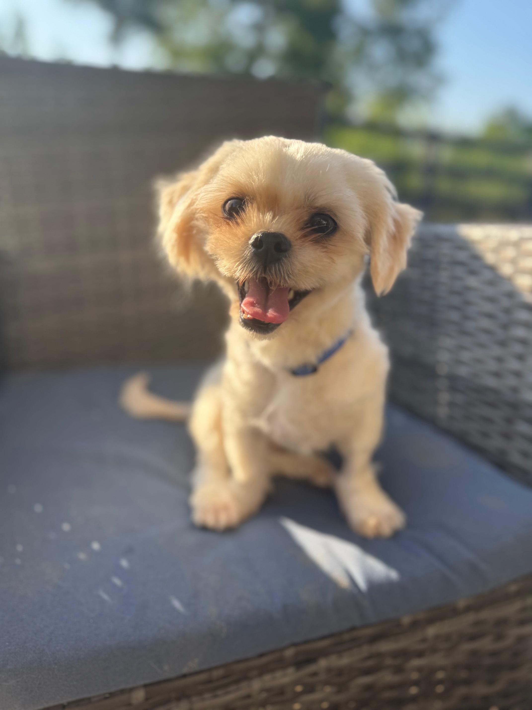Carlito