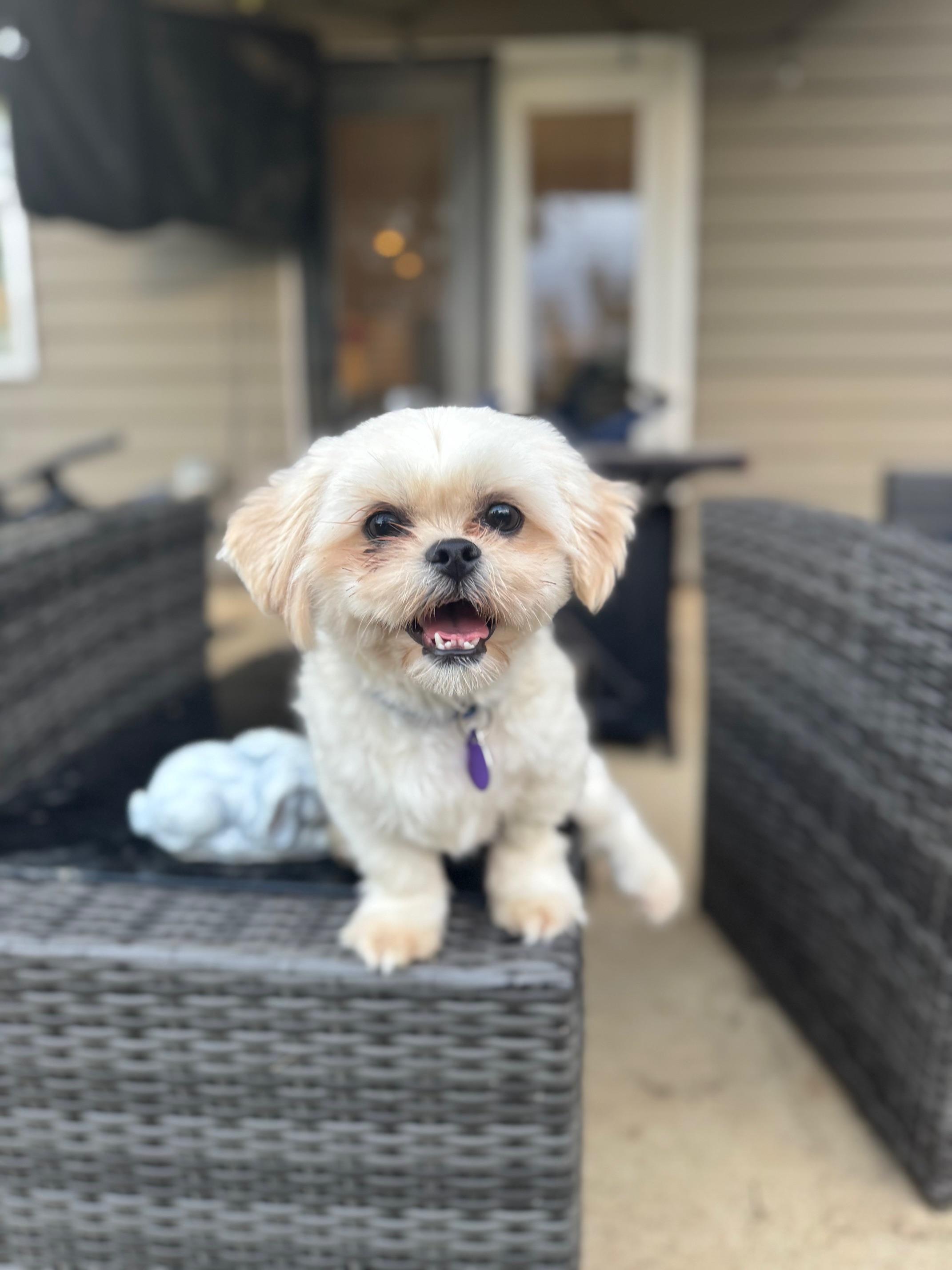 Carlito