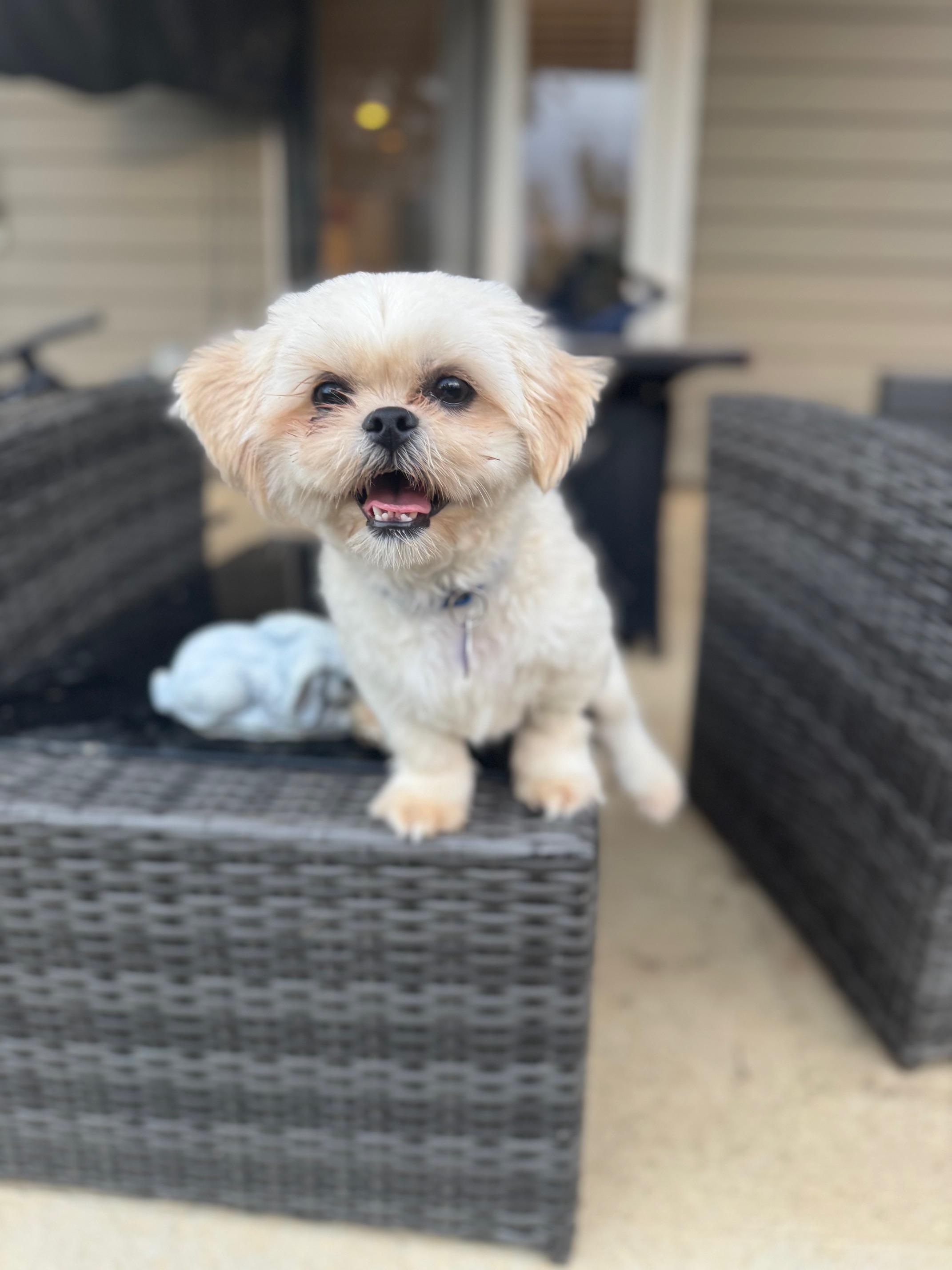 Carlito