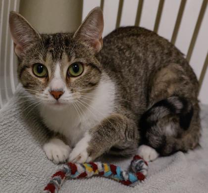 Ginny, Adoptable, Young Female Domestic Short Hair & Domestic Short Hair.
