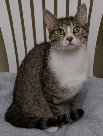 Enlarge Ginny, a Adoptable mixed breed in Baraboo, WI image 2/3