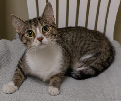 Enlarge Ginny, a Adoptable mixed breed in Baraboo, WI image 3/3