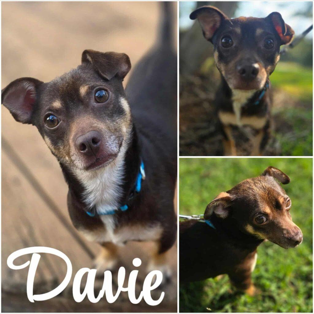 Davie