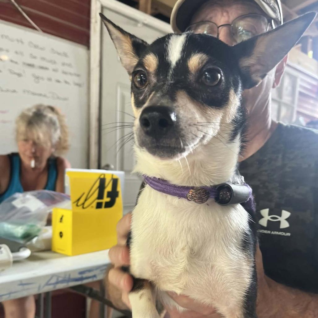 Tucker, Adoptable, Adult Male Terrier & Chihuahua.