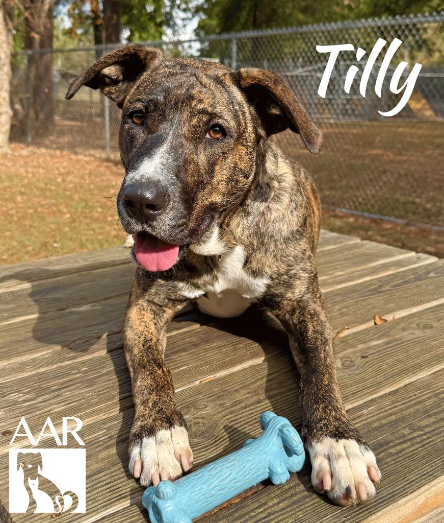 Tilly, Adoptable, Young Female Plott Hound & Mountain Cur.