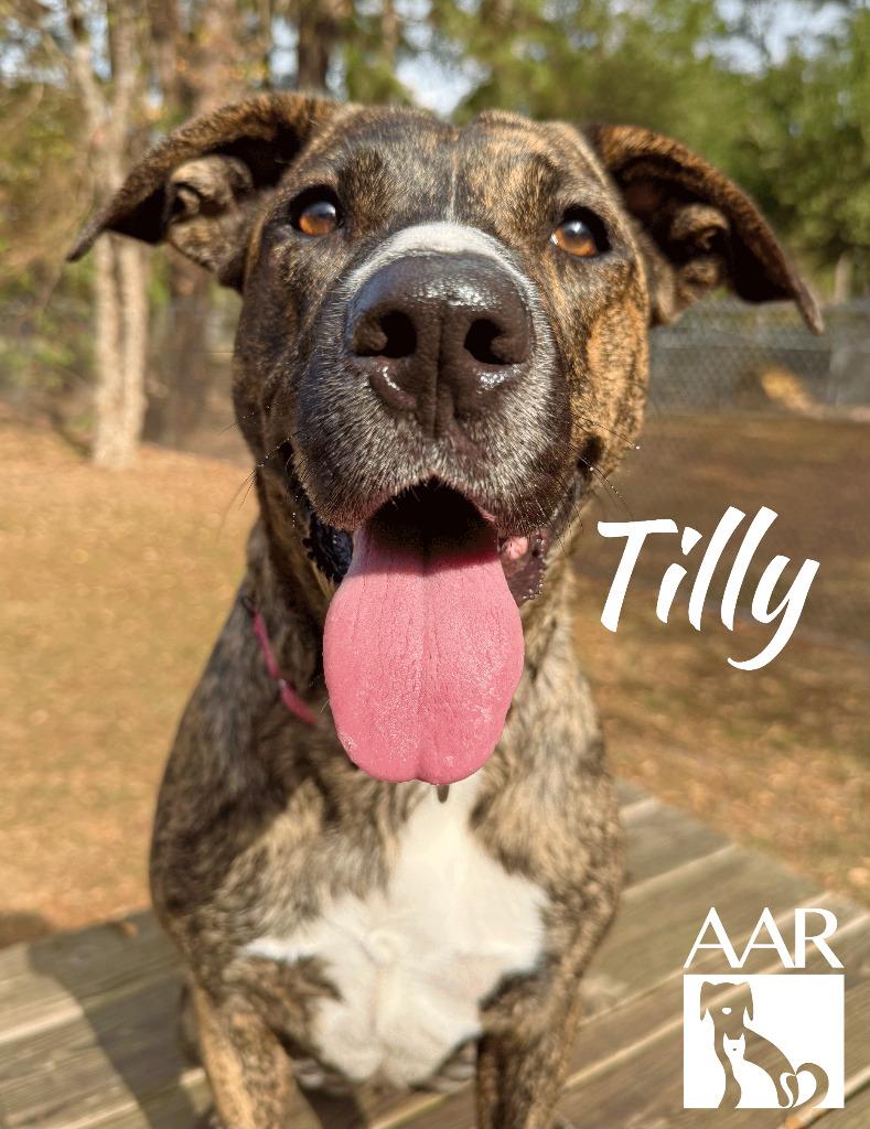 Enlarge Tilly, a Adoptable mixed breed in Magnolia, TX image 1/6