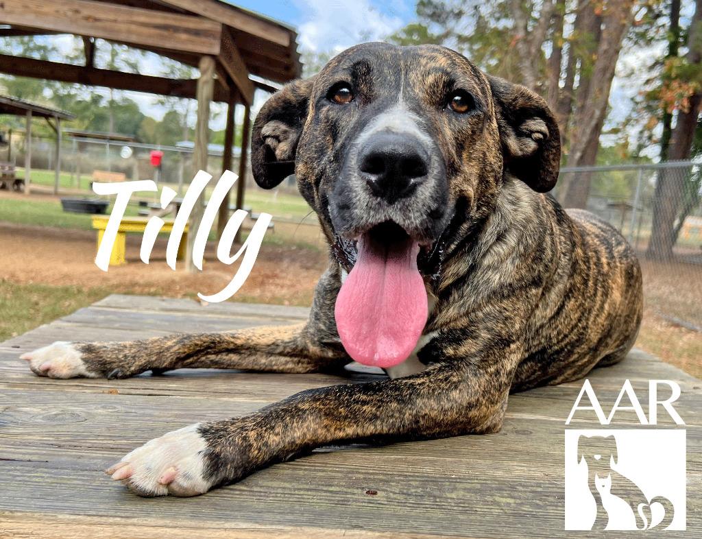 Enlarge Tilly, a Adoptable mixed breed in Magnolia, TX image 2/5