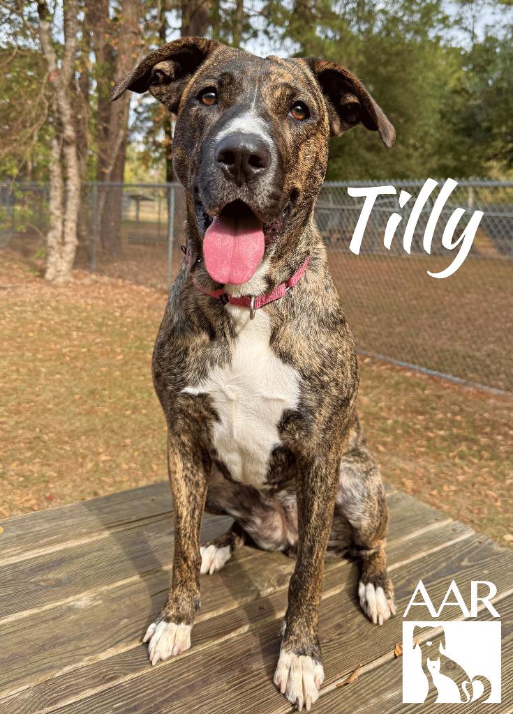 Enlarge Tilly, a Adoptable mixed breed in Magnolia, TX image 3/6