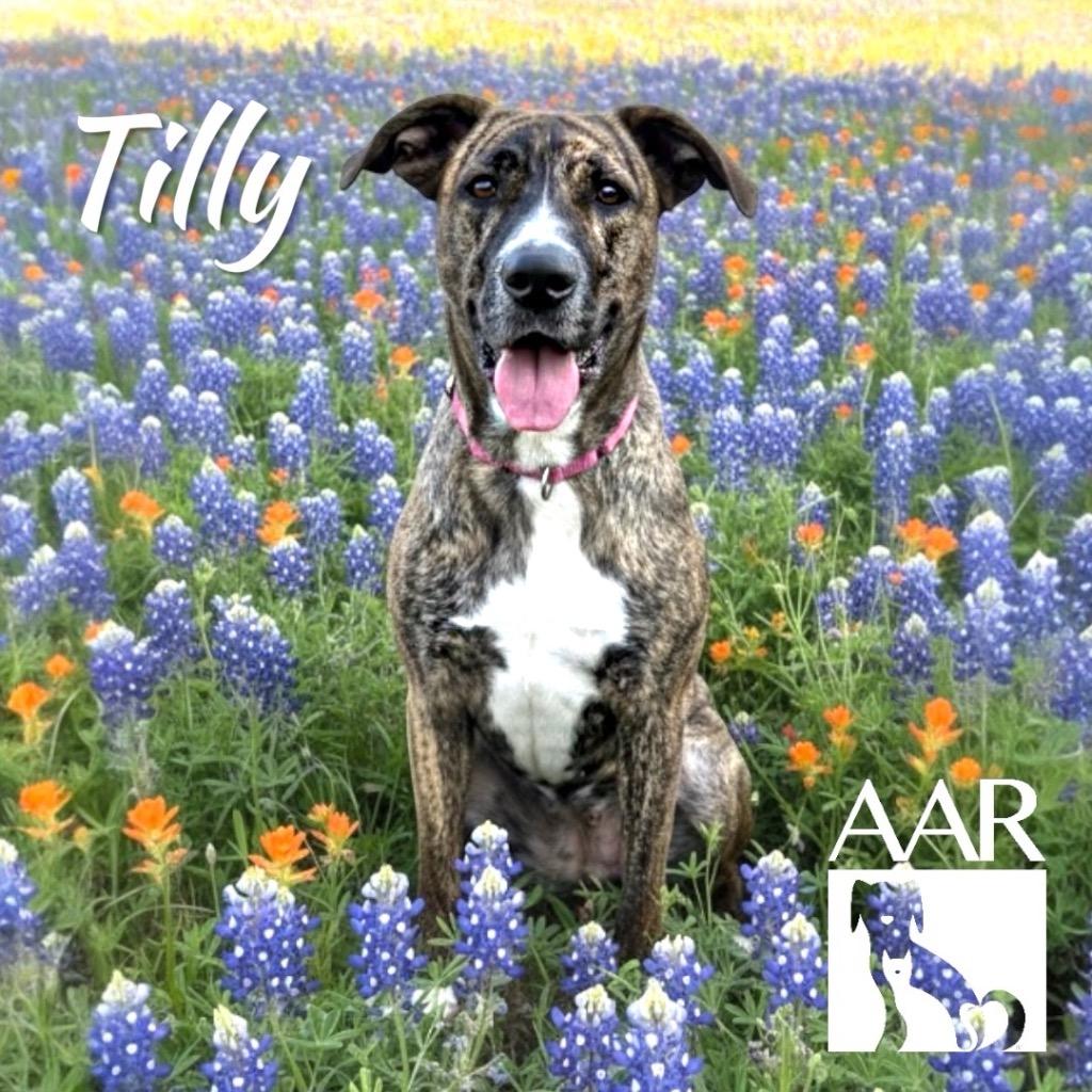 Enlarge Tilly, a Adoptable mixed breed in Magnolia, TX image 4/6