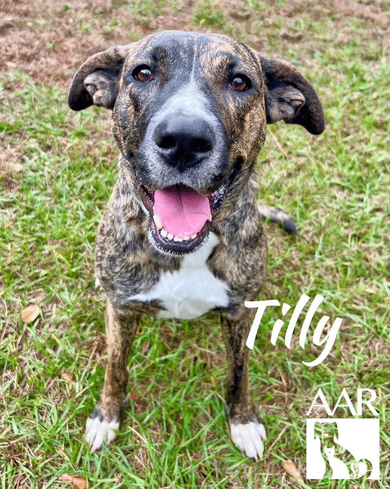 Enlarge Tilly, a Adoptable mixed breed in Magnolia, TX image 4/5