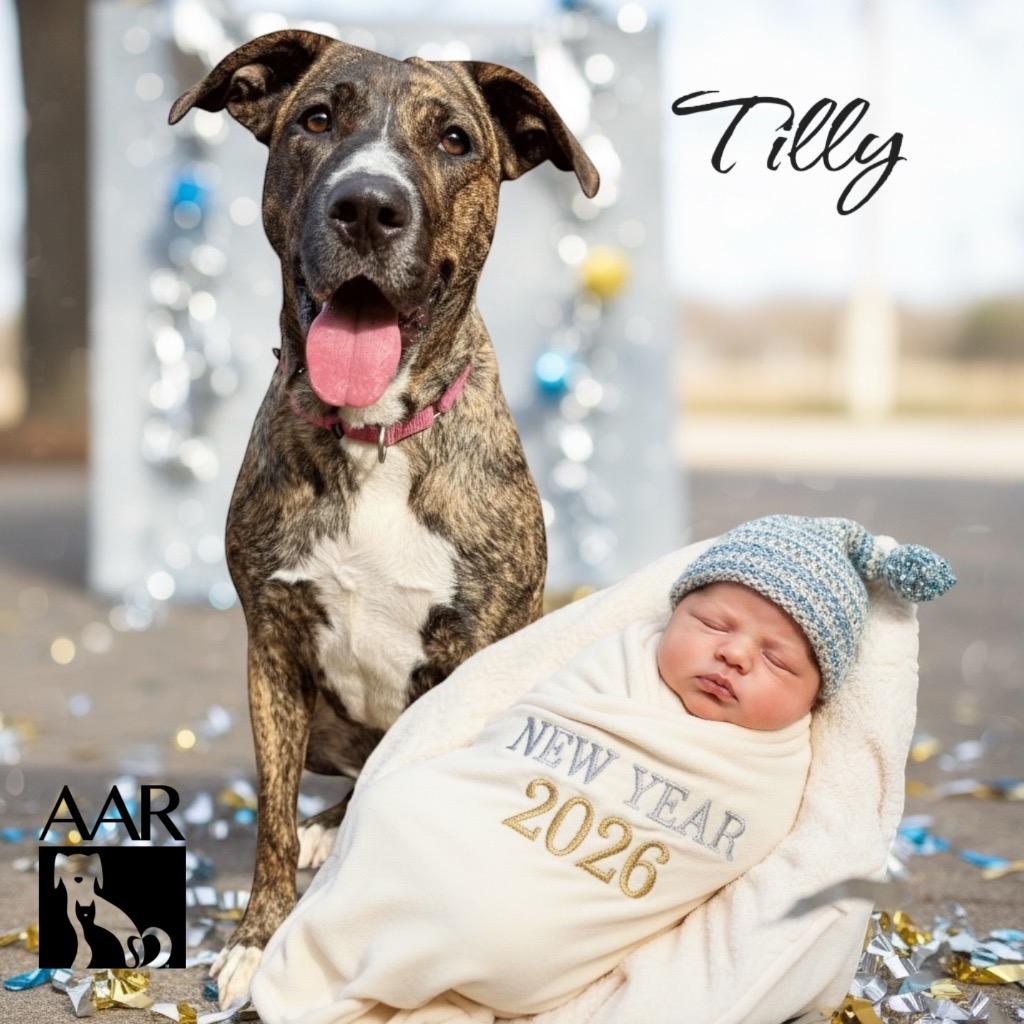 Enlarge Tilly, a Adoptable mixed breed in Magnolia, TX image 5/6