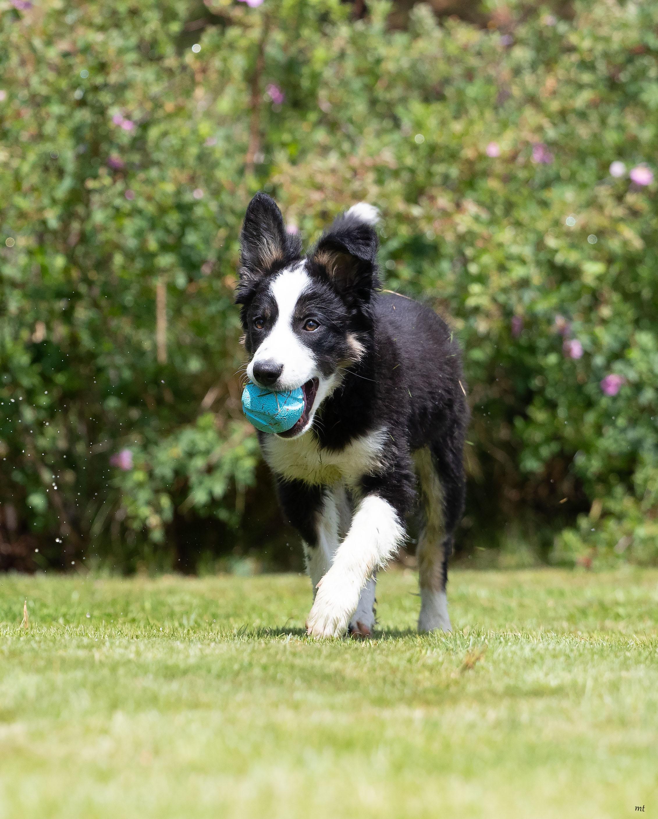 Enlarge Bodie, a ADOPTABLE mixed breed in Washoe Valley, NV image 1/5