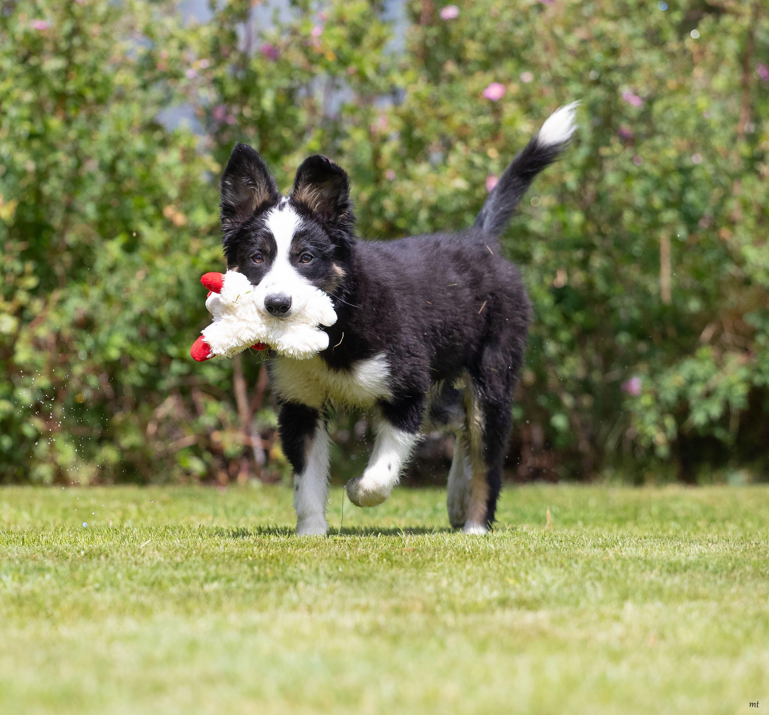 Enlarge Bodie, a ADOPTABLE mixed breed in Washoe Valley, NV image 2/5