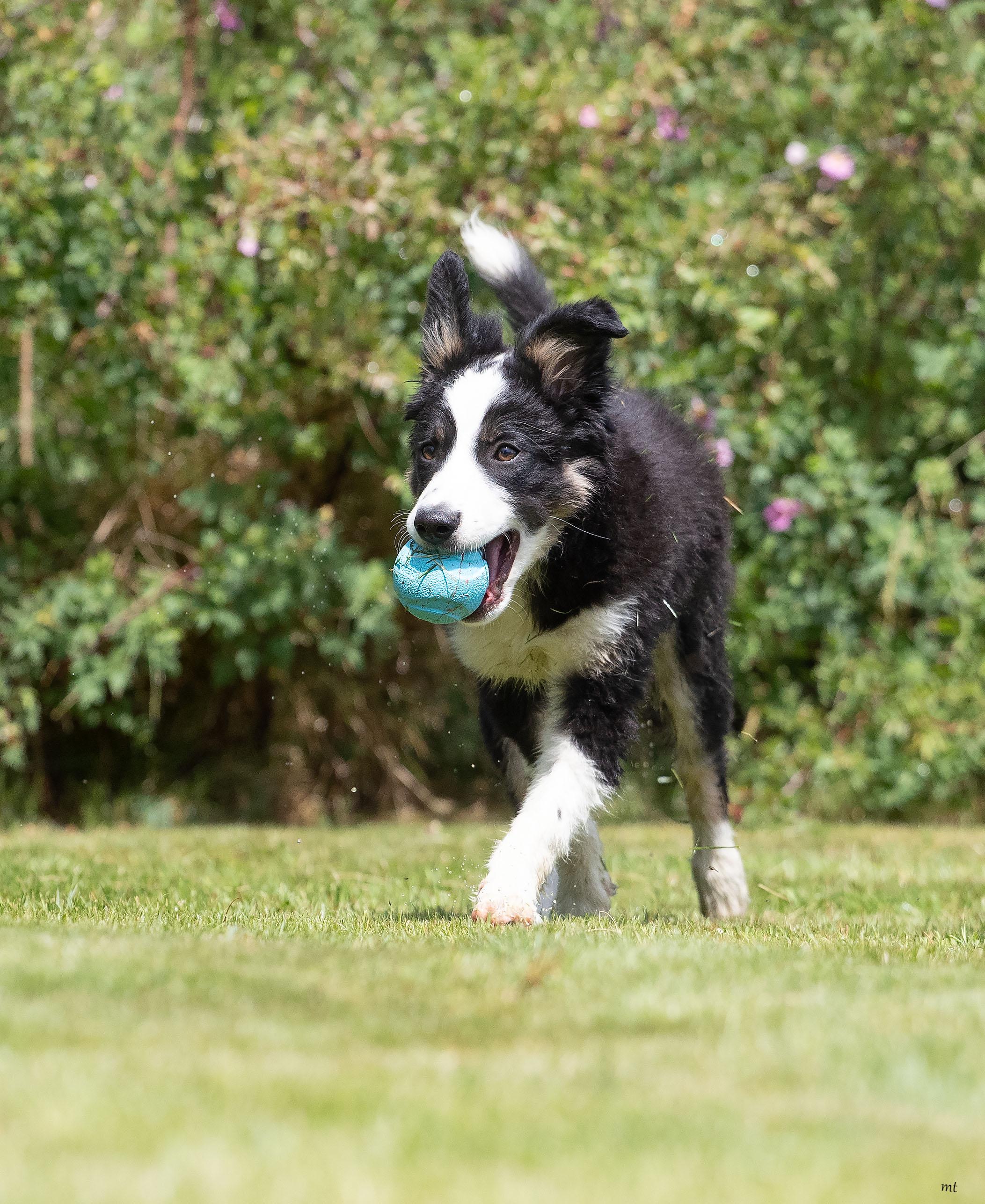 Enlarge Bodie, a ADOPTABLE mixed breed in Washoe Valley, NV image 4/5