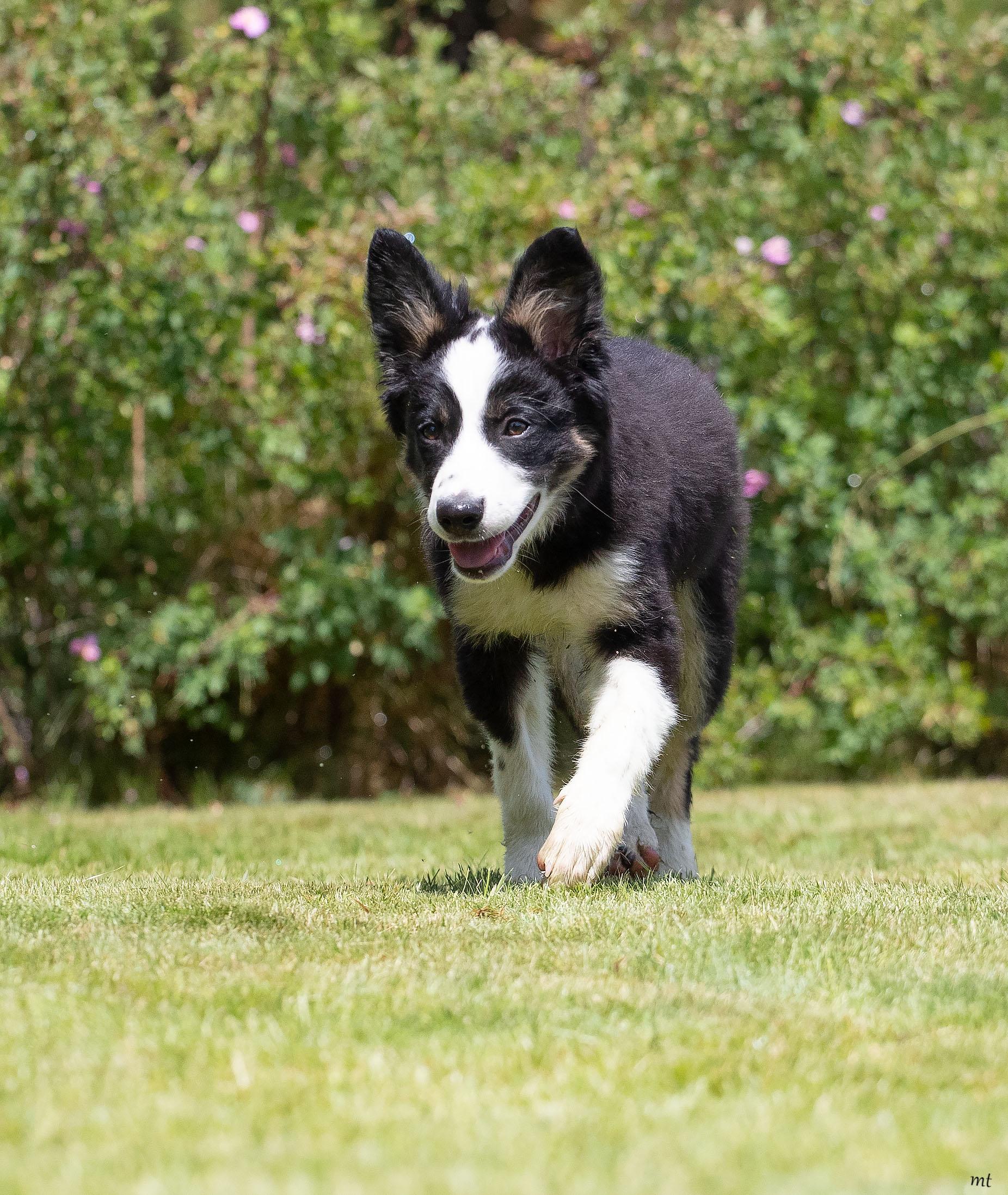 Enlarge Bodie, a ADOPTABLE mixed breed in Washoe Valley, NV image 3/5