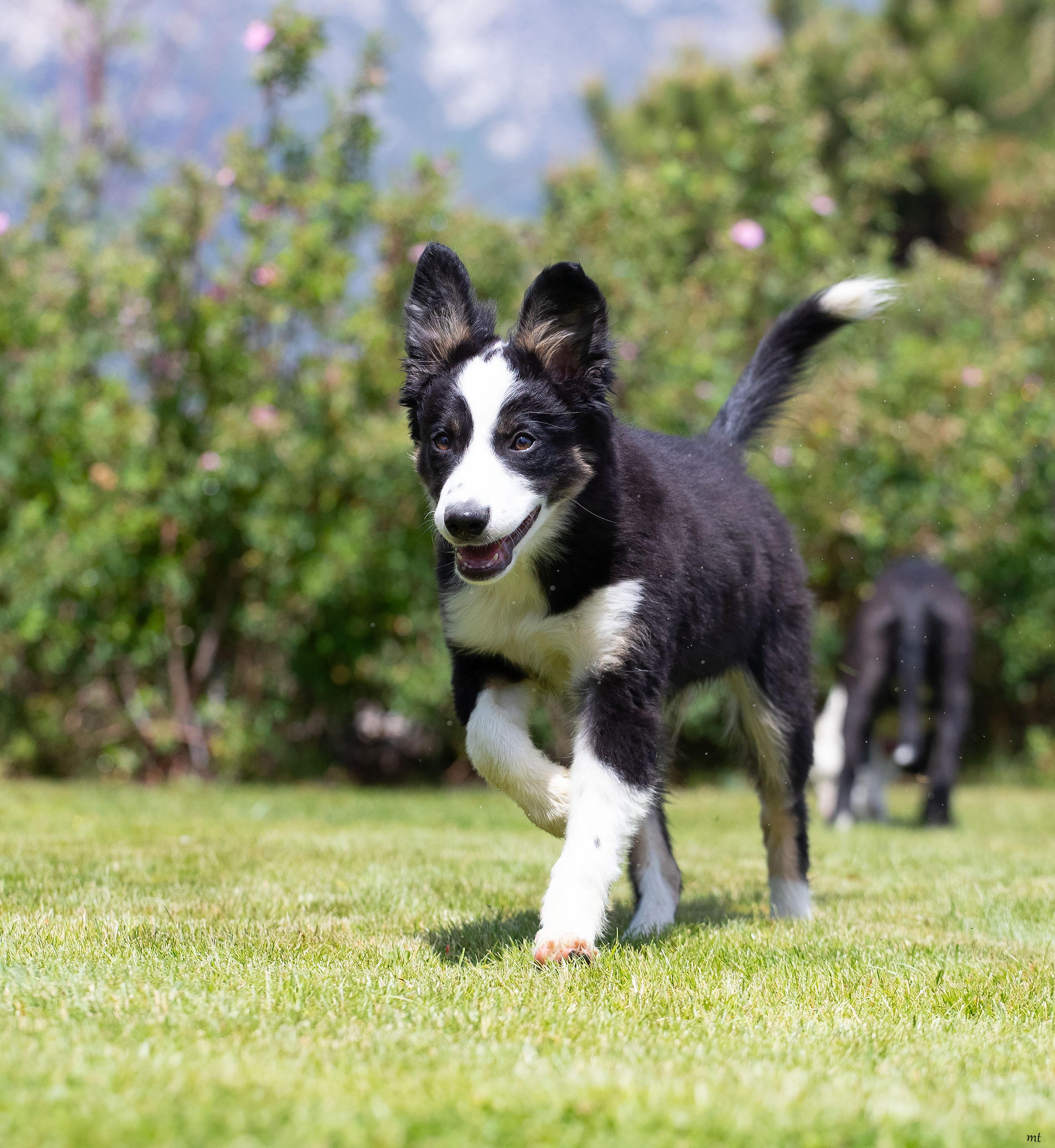 Enlarge Bodie, a ADOPTABLE mixed breed in Washoe Valley, NV image 5/5