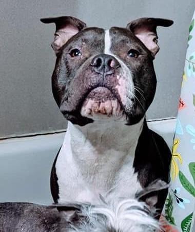 Cupid, Adoptable, Adult Male Pit Bull Terrier.