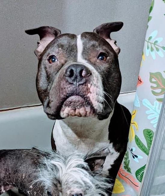 Enlarge Cupid, a Adoptable mixed breed in LEWISTON, ID image 3/3