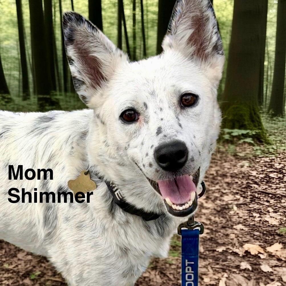 CHESTNUT, Adoptable, Puppy Male Border Collie & Mixed Breed.