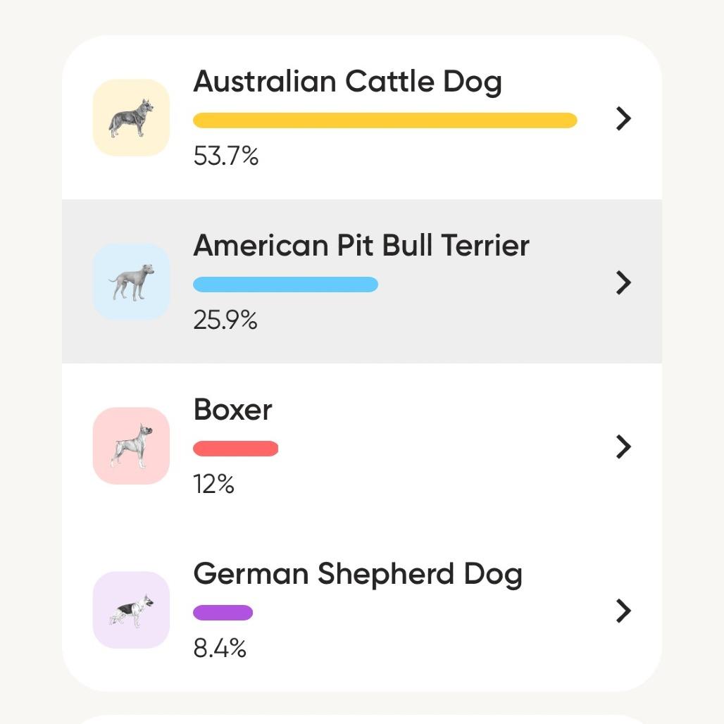CHESTNUT, Adoptable, Puppy Male Border Collie & Mixed Breed.