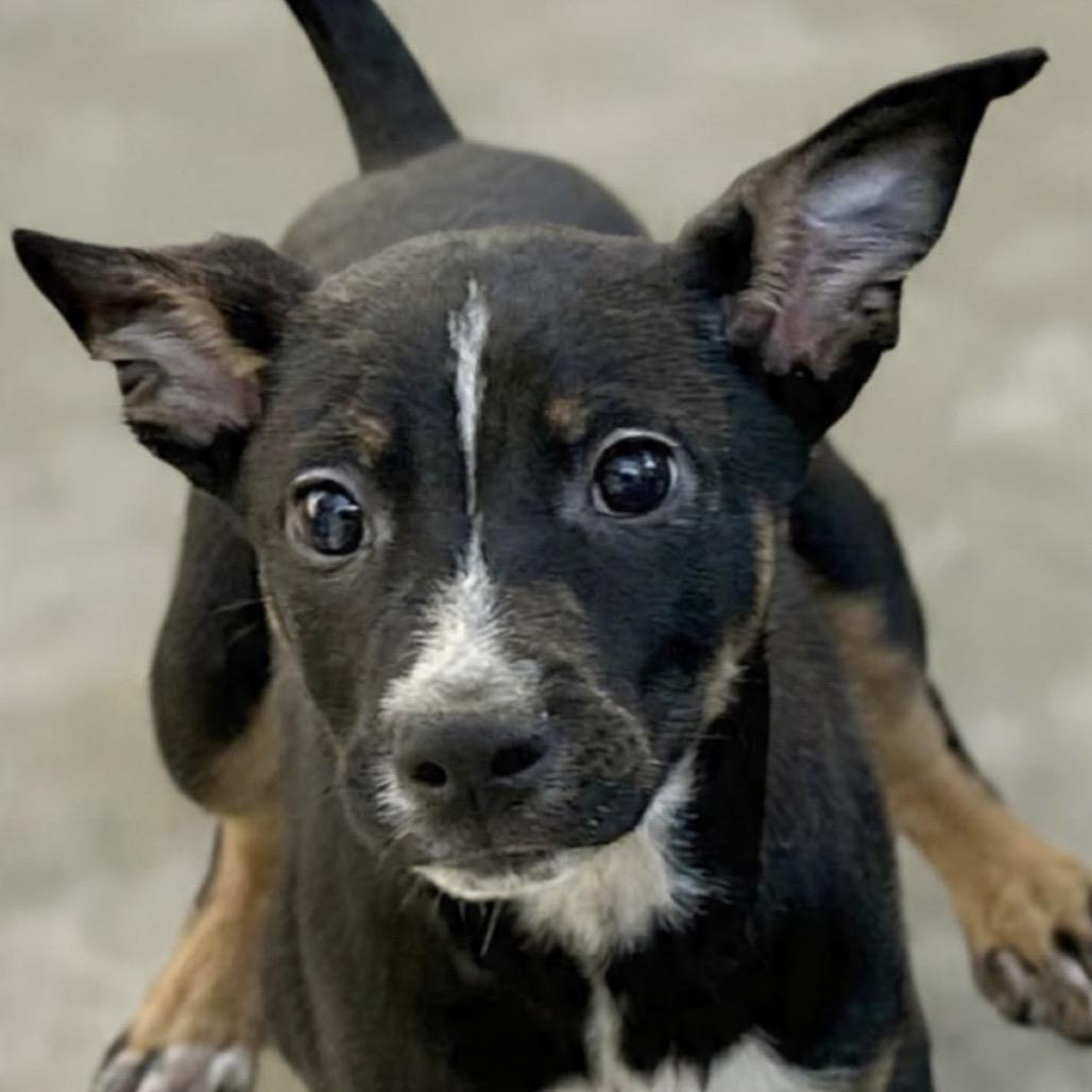 CHESTNUT, a Adoptable mixed breed in Point Richmond, CA image 1/6