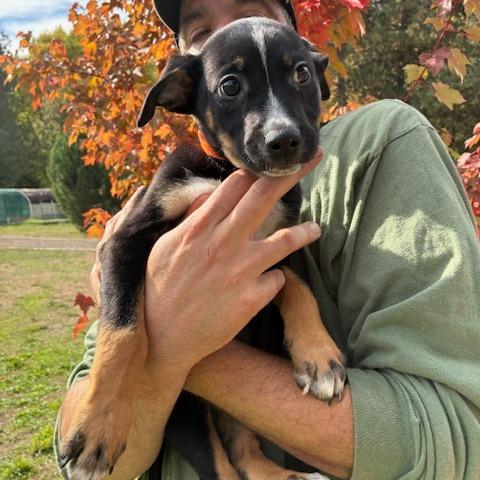 CHESTNUT, Adoptable, Puppy Male Border Collie & Mixed Breed.