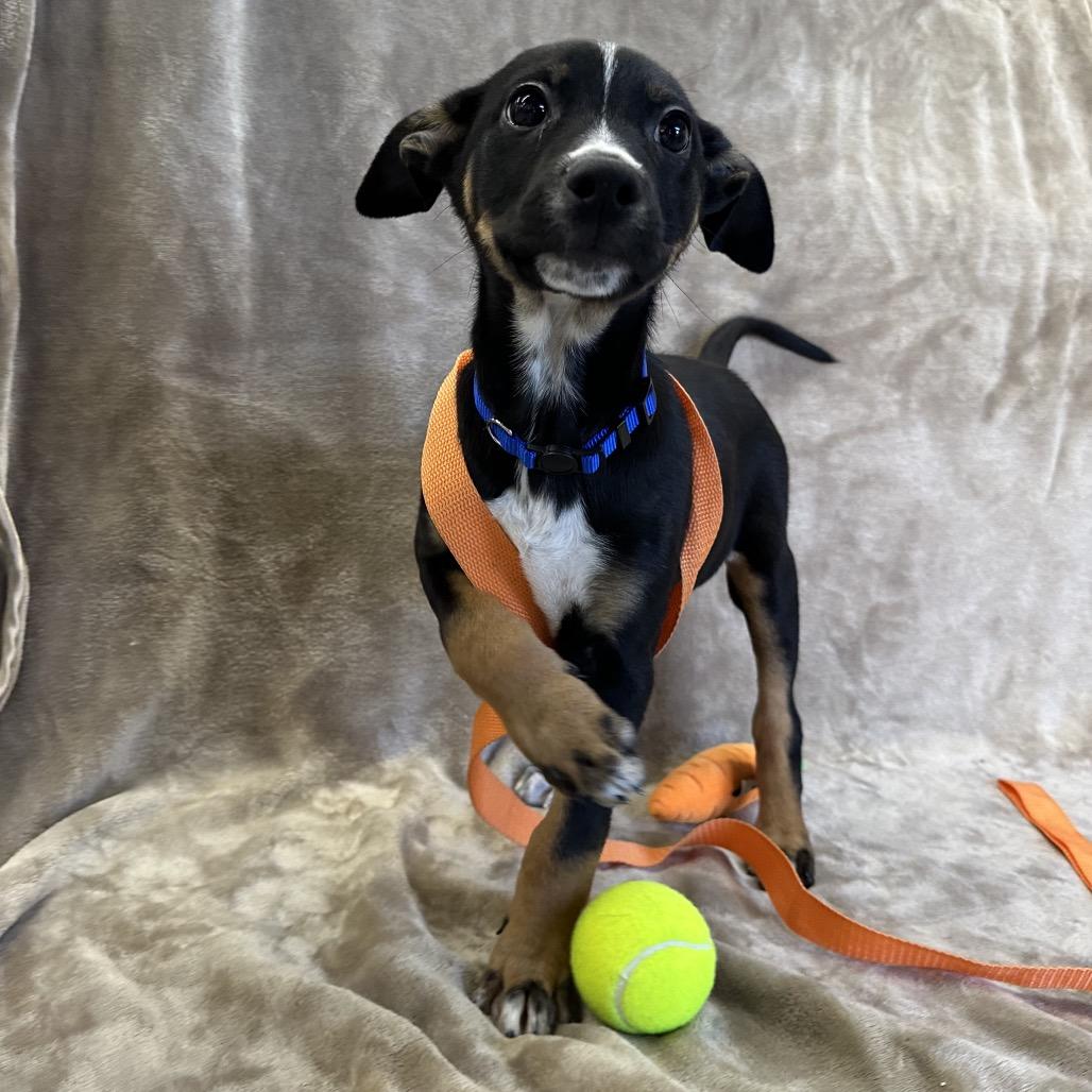 Enlarge CHESTNUT, a Adoptable mixed breed in Point Richmond, CA image 2/6