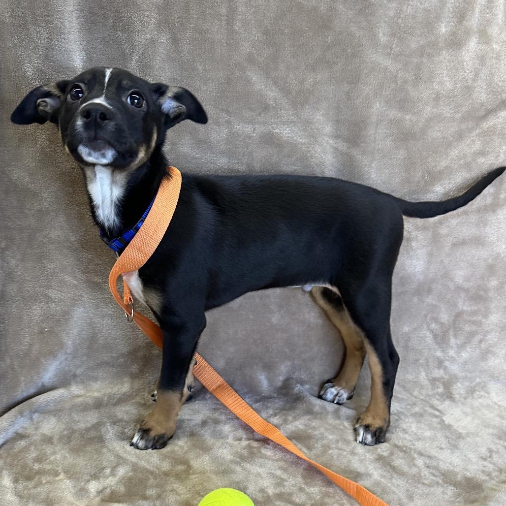 Enlarge CHESTNUT, a Adoptable mixed breed in Point Richmond, CA image 5/6