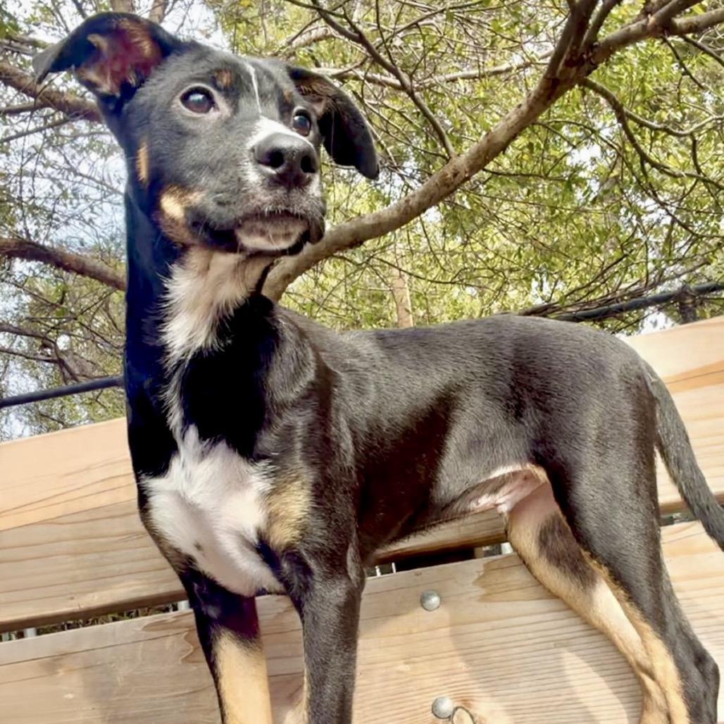 Enlarge CHESTNUT, a Adoptable mixed breed in Point Richmond, CA image 6/6