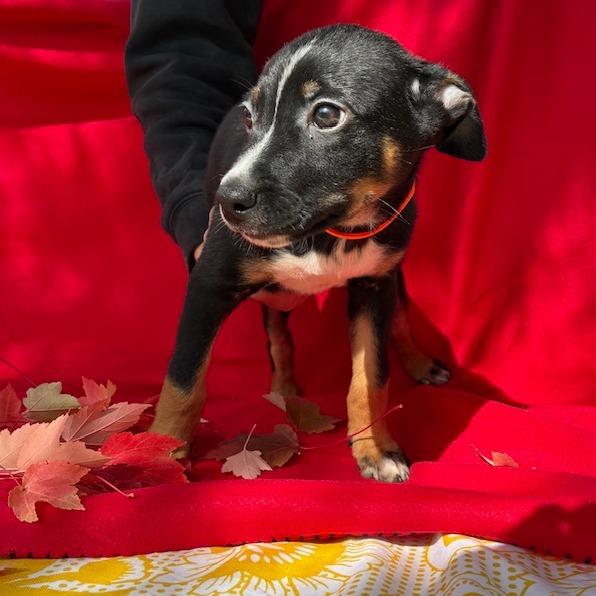 Enlarge CHESTNUT, a Adoptable mixed breed in Point Richmond, CA image 5/6