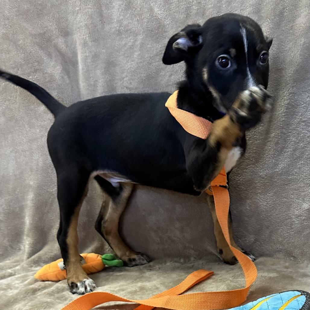 Enlarge CHESTNUT, a Adoptable mixed breed in Point Richmond, CA image 6/6