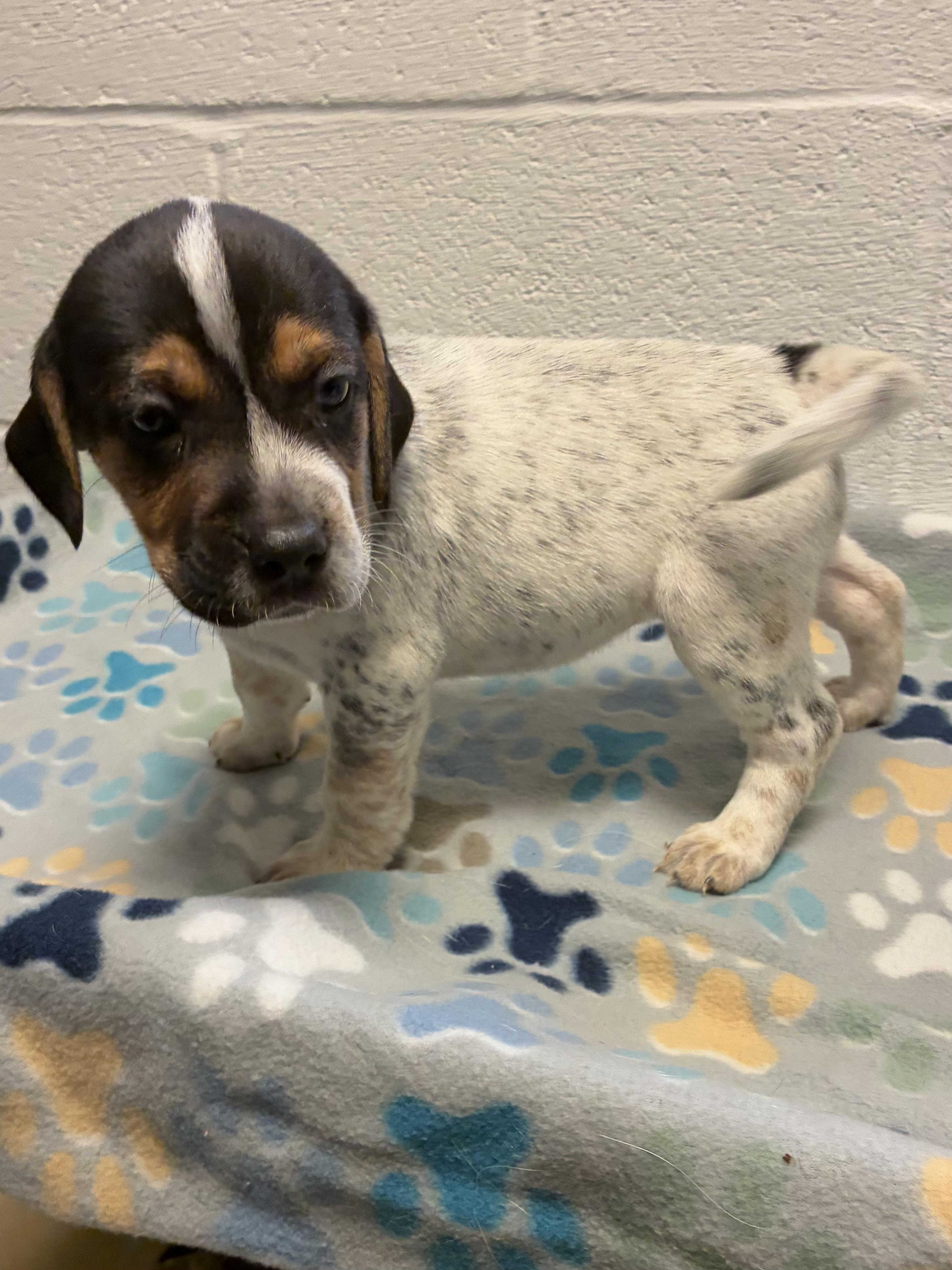 Enlarge Flicka, an adopted mixed breed in Heathsville, VA image 1/2