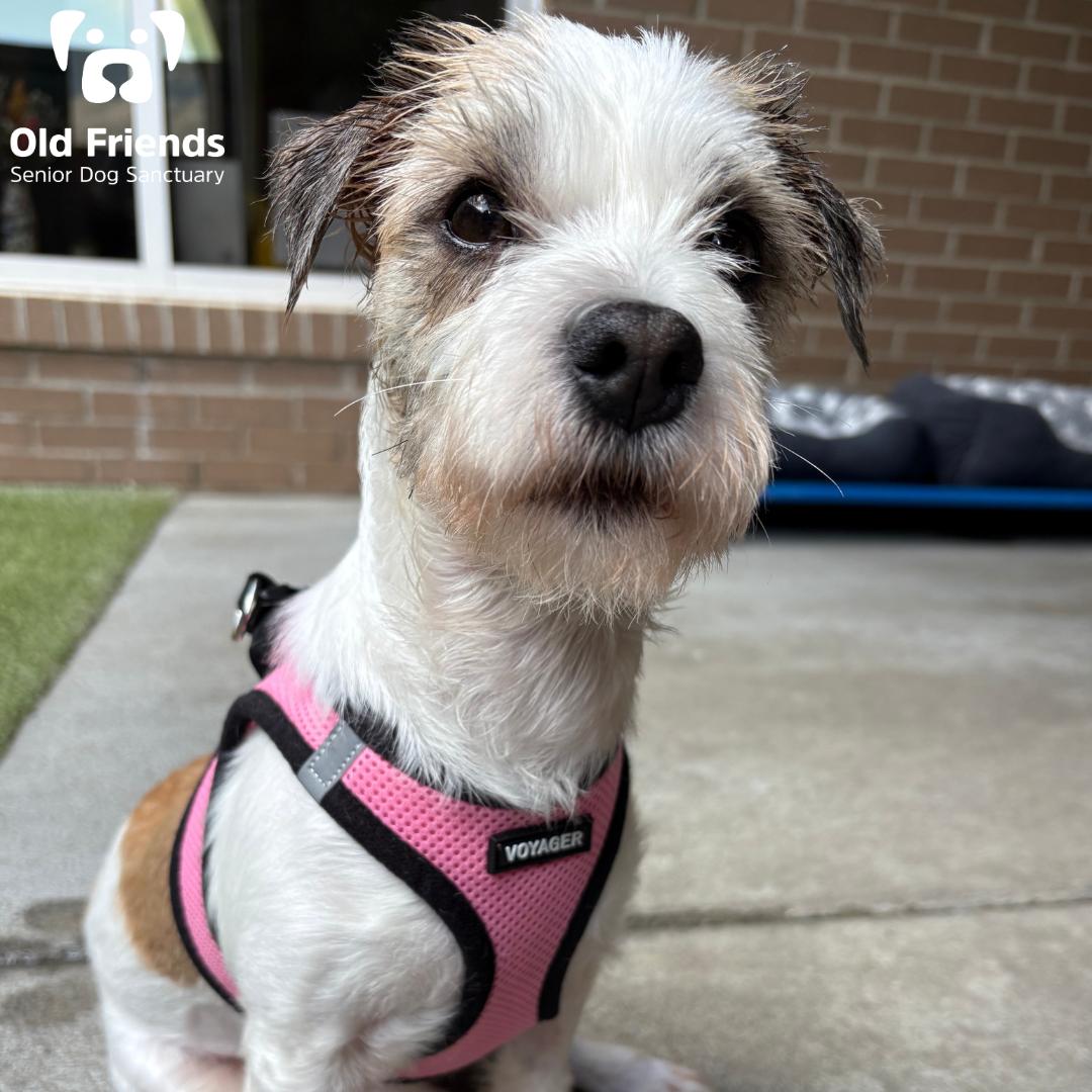 Princess, Adopted, Young Female Mixed Breed.