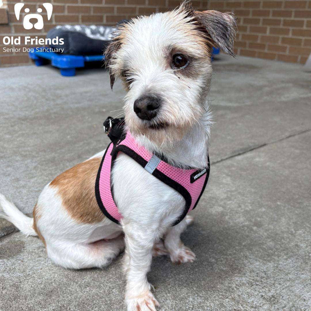 Enlarge Princess, a Adopted Mixed Breed in Mount Juliet, TN image 2/2