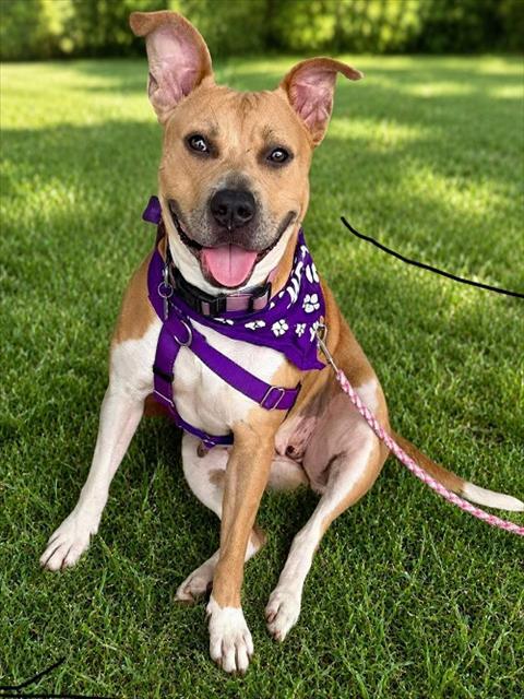 GOLDILOCKS, Adoptable, Young Female Terrier & Mixed Breed.
