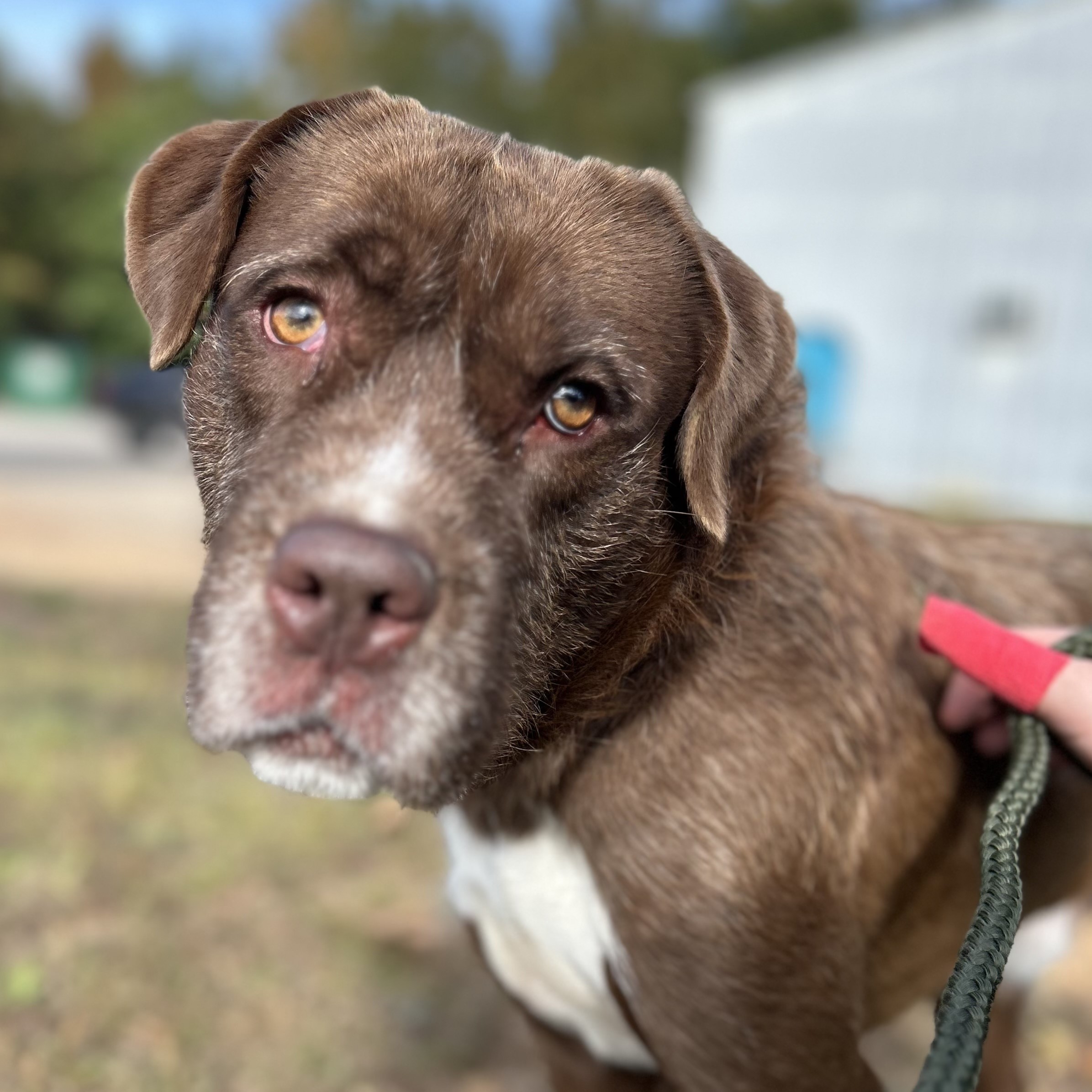Dog for adoption Tucker, a Labrador Retriever Mix in Washington, DC