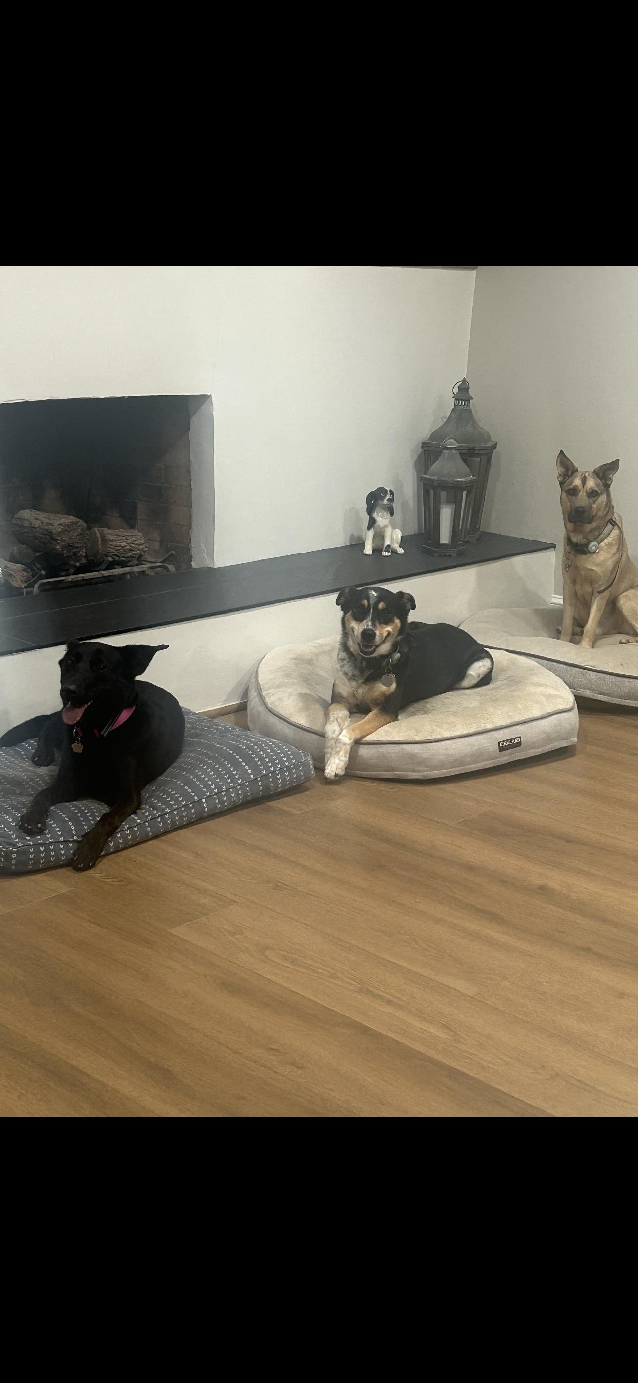 Hatti, Adoptable, Young Female Black Labrador Retriever.