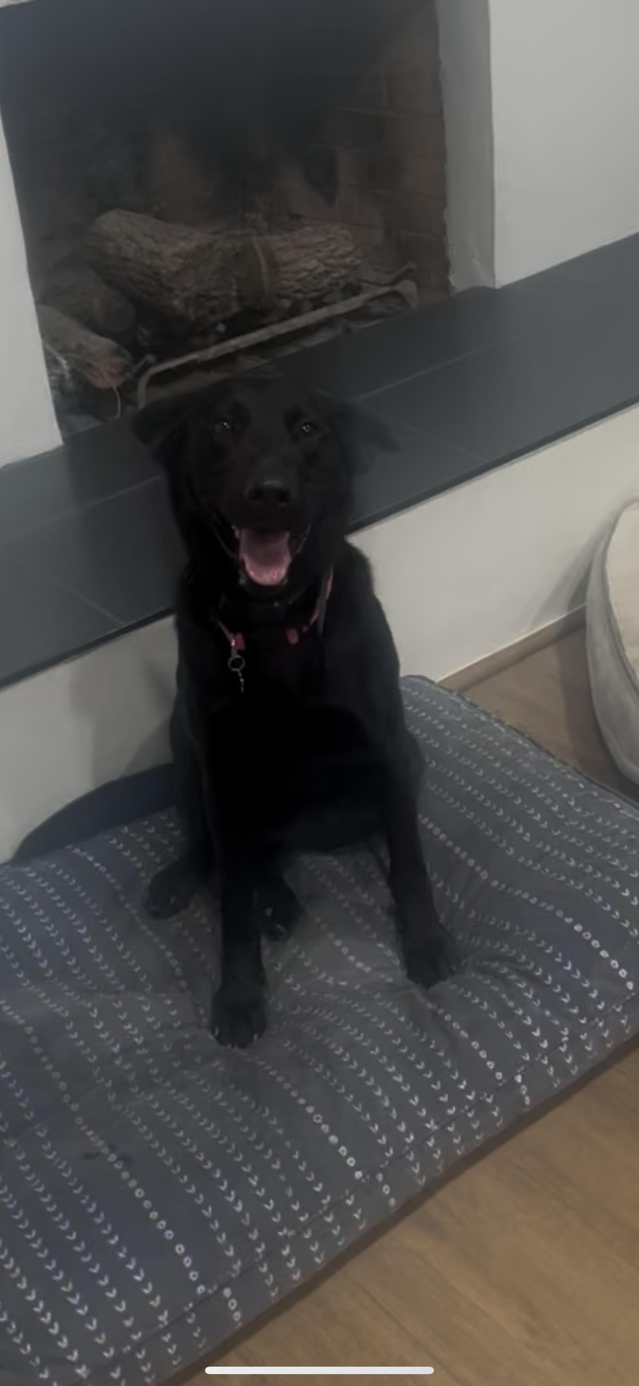 Hatti, a Adoptable mixed breed in Cottonwood, CA image 3/5