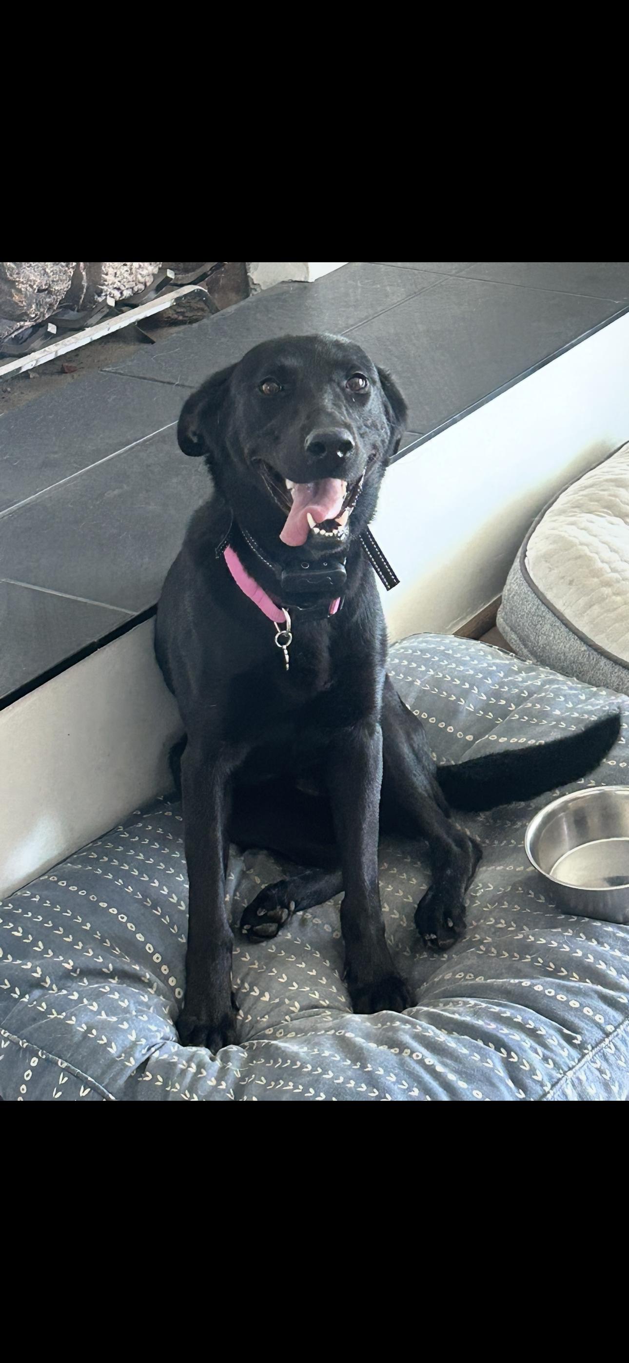 Hatti, Adoptable, Young Female Black Labrador Retriever.