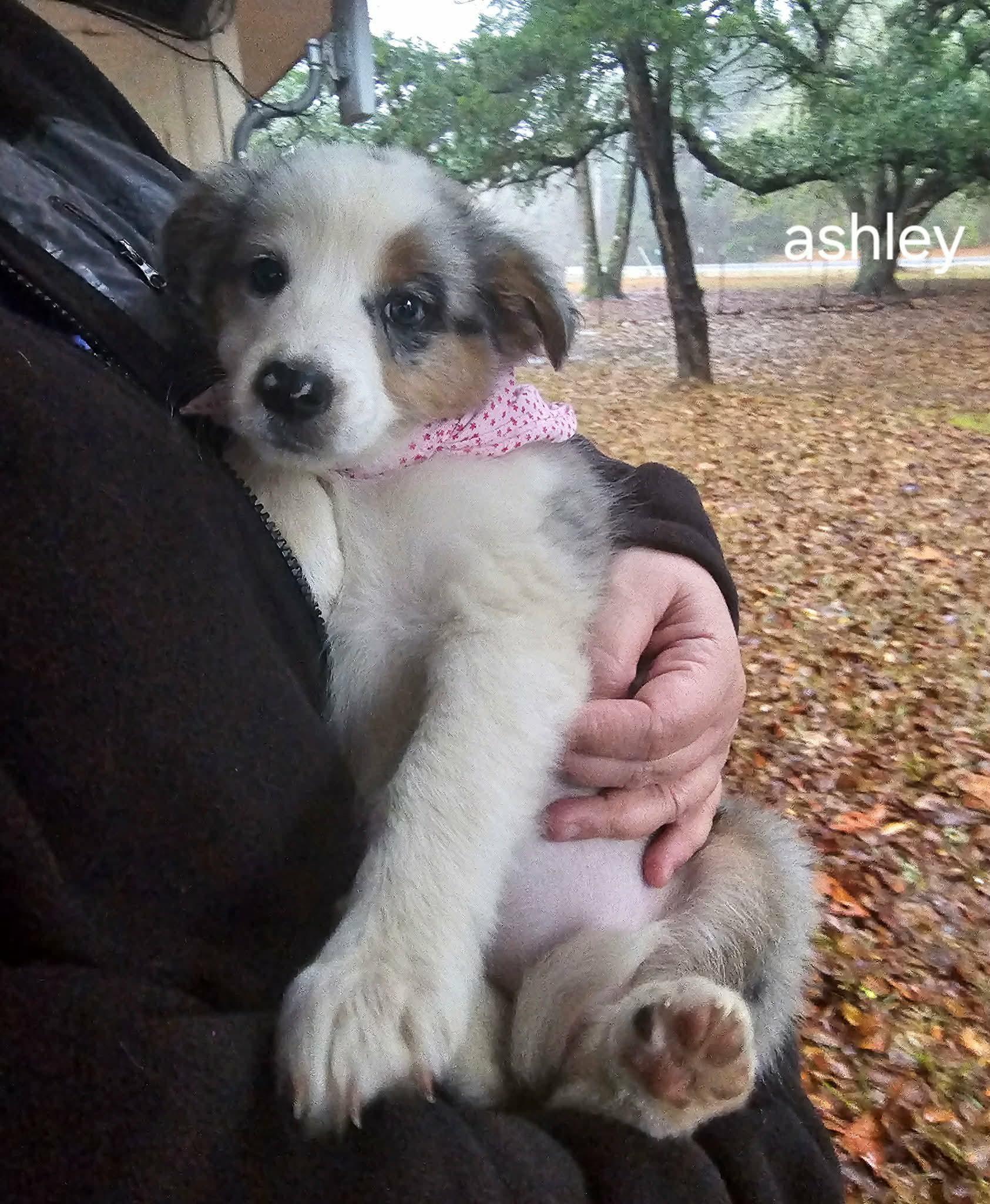 Enlarge Ashley, an adopted mixed breed in Olympia, WA image 1/1