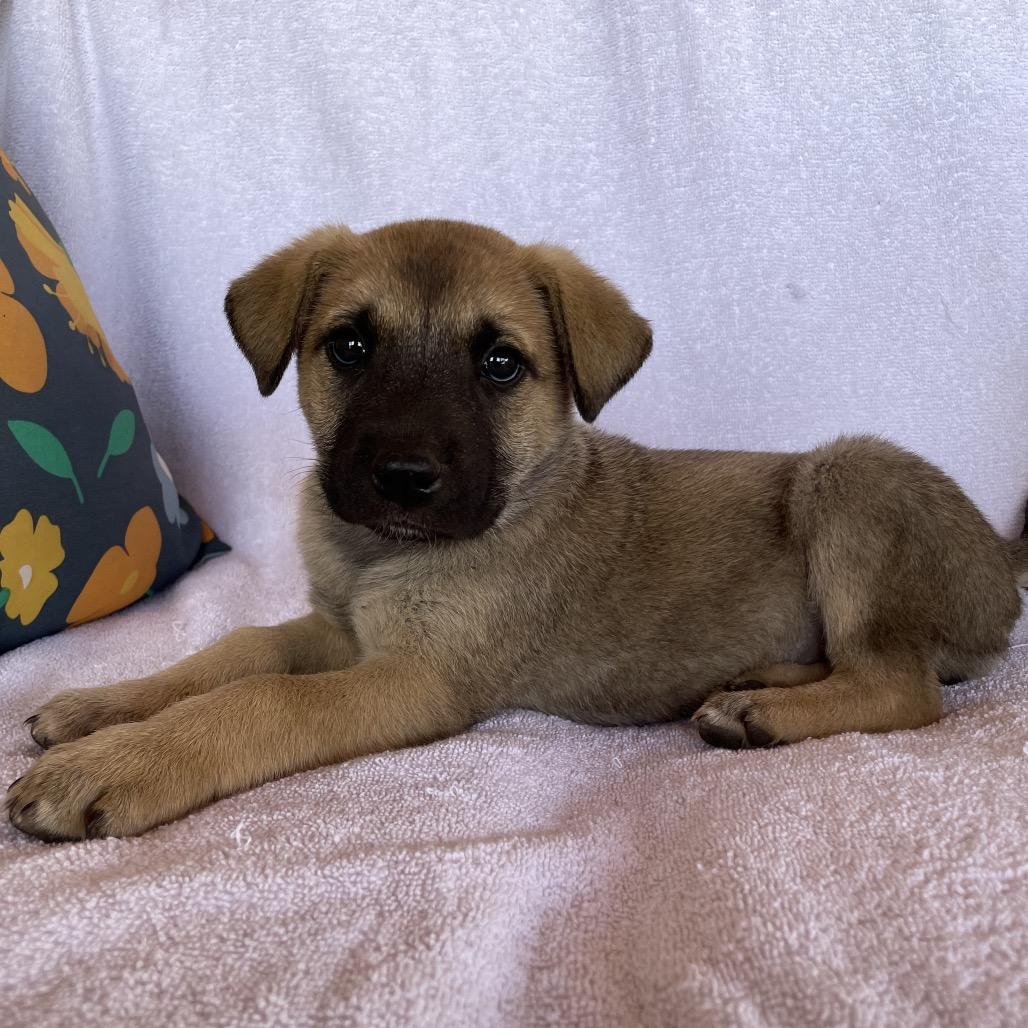 Feliana, Adoptable, Puppy Male Shepherd.