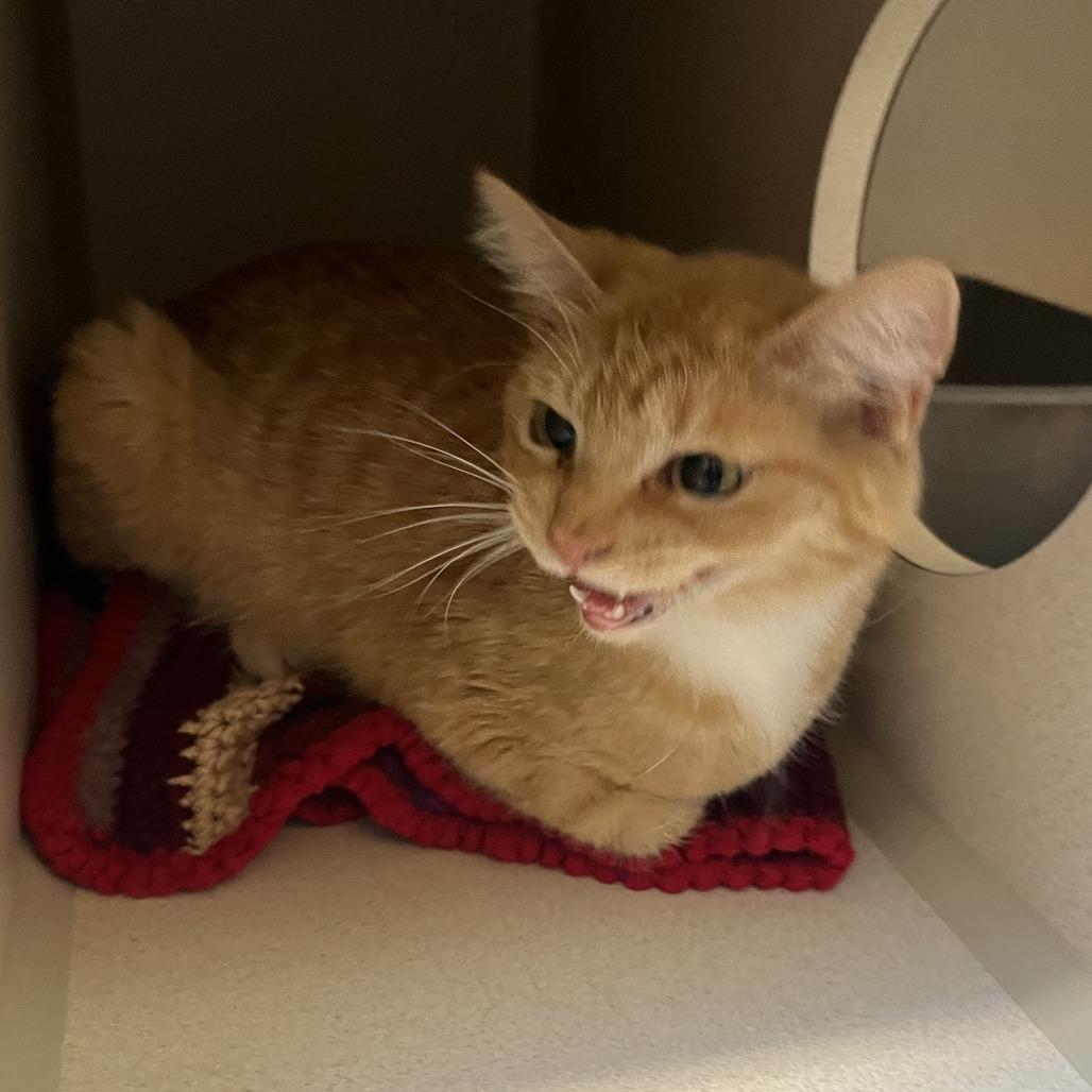 Jade, Adoptable, Adult Female Domestic Short Hair.