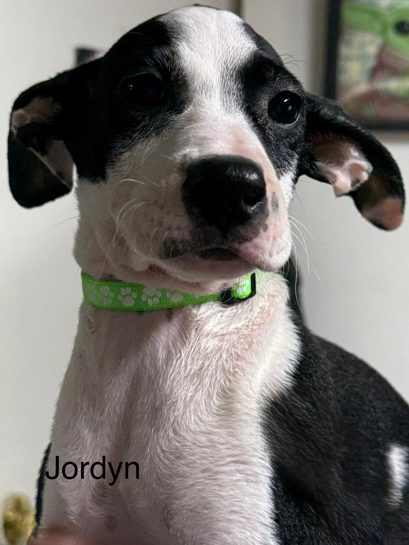 Jordyn, Adoptable, Puppy Female American Staffordshire Terrier & Jack Russell Terrier.